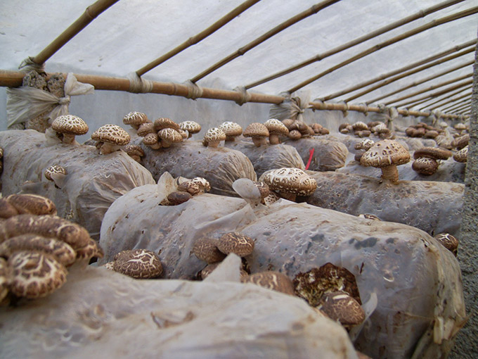 荥阳市财政局局长陈金州来公司种植基地指导工作